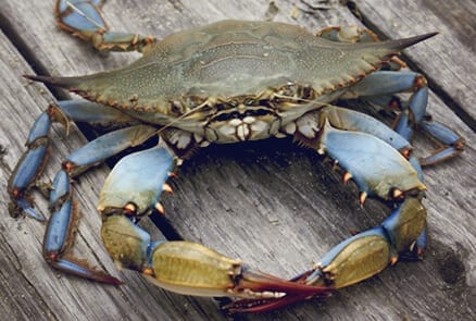 Dinner in a Pinch: Catching South Carolina Crabs on Seabrook Island