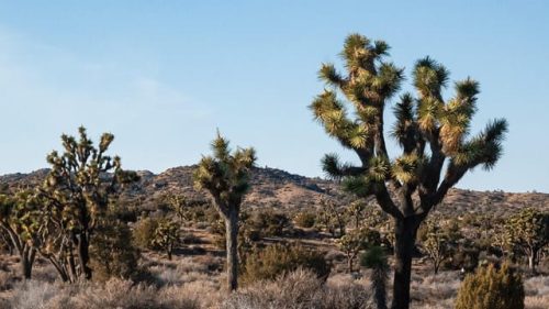 Joshua Tree - 1 (1)