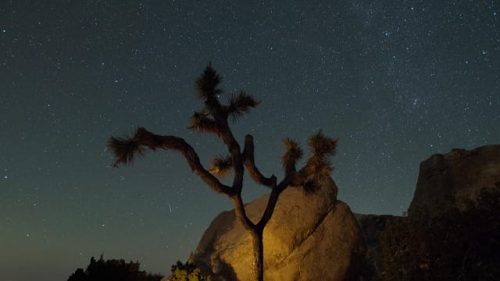 Joshua Tree - 5 (1)
