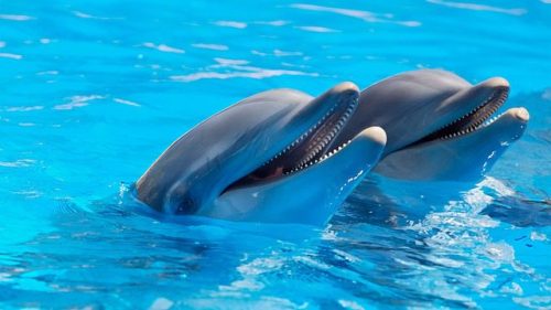 dolphins-g5914acbea_640