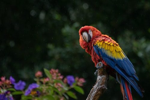 macaw-gf5a5fef19_640