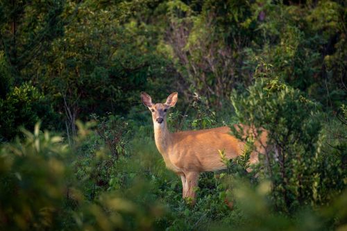 mohann-deer-8175966_1280